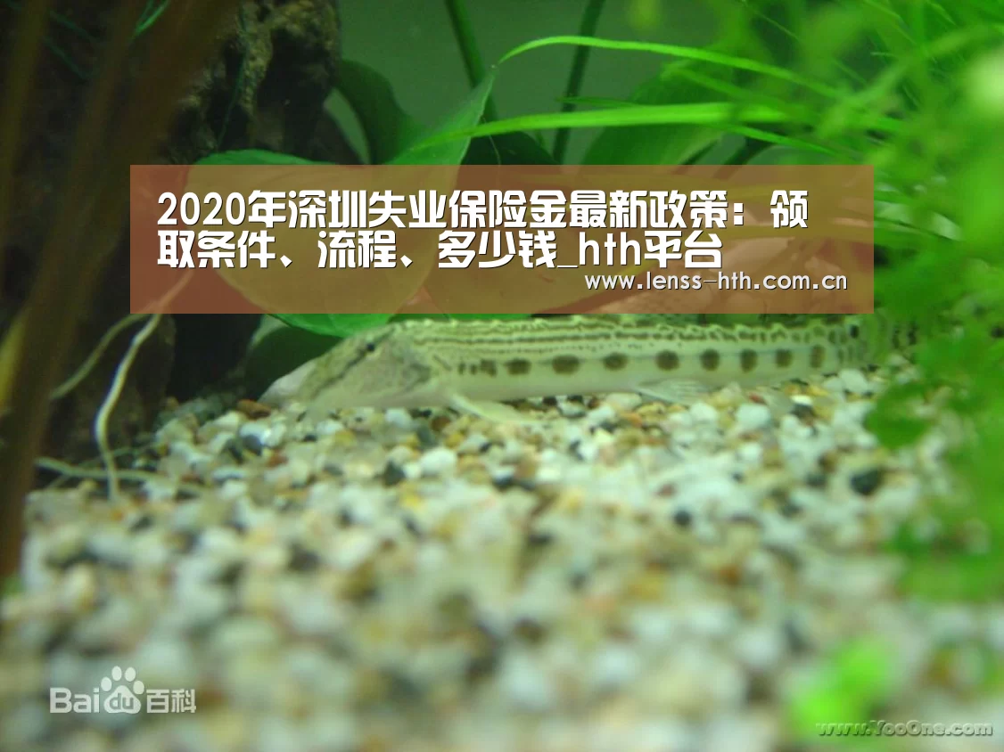 2020年深圳失业保险金最新政策:领取条件、流程、多少钱_hth平台(图1) hthapp下载